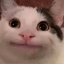 Logo serwera goats.cldly.gg
